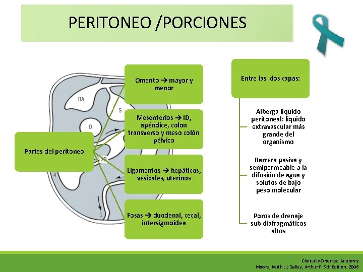 PERITONEO /PORCIONES Omento mayor y menor Entre las dos capas: Mesenterios ID, apéndice, colon