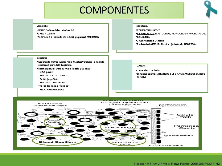 COMPONENTES Mesotelio Intersticio: • MONOCAPA celular mononuclear • Grosor: 0. 5 mm • Resistencia