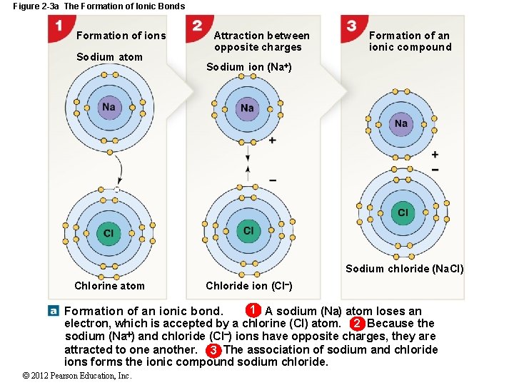 Figure 2 -3 a The Formation of Ionic Bonds Formation of ions Sodium atom