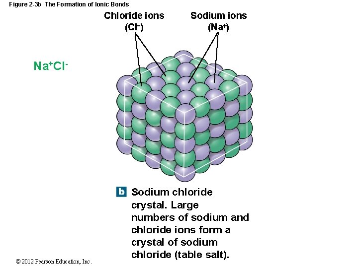 Figure 2 -3 b The Formation of Ionic Bonds Chloride ions (Cl ) Sodium