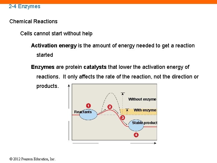 2 -4 Enzymes Chemical Reactions Cells cannot start without help Activation energy is the