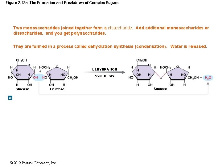 Figure 2 -12 a The Formation and Breakdown of Complex Sugars Two monosaccharides joined