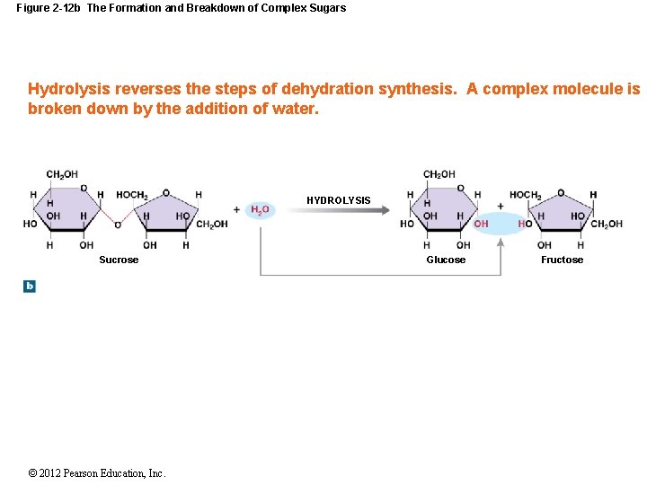Figure 2 -12 b The Formation and Breakdown of Complex Sugars Hydrolysis reverses the