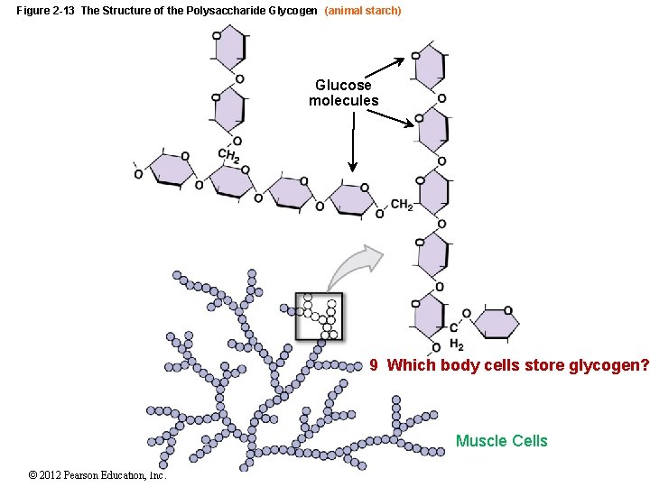 Figure 2 -13 The Structure of the Polysaccharide Glycogen (animal starch) Glucose molecules 9