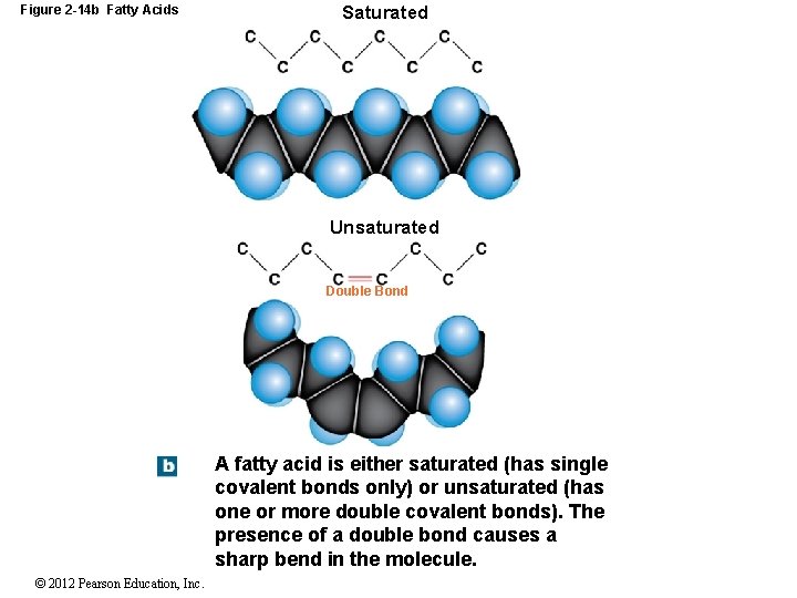 Figure 2 -14 b Fatty Acids Saturated Unsaturated Double Bond A fatty acid is