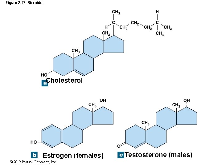 Figure 2 -17 Steroids Cholesterol Estrogen (females) © 2012 Pearson Education, Inc. Testosterone (males)