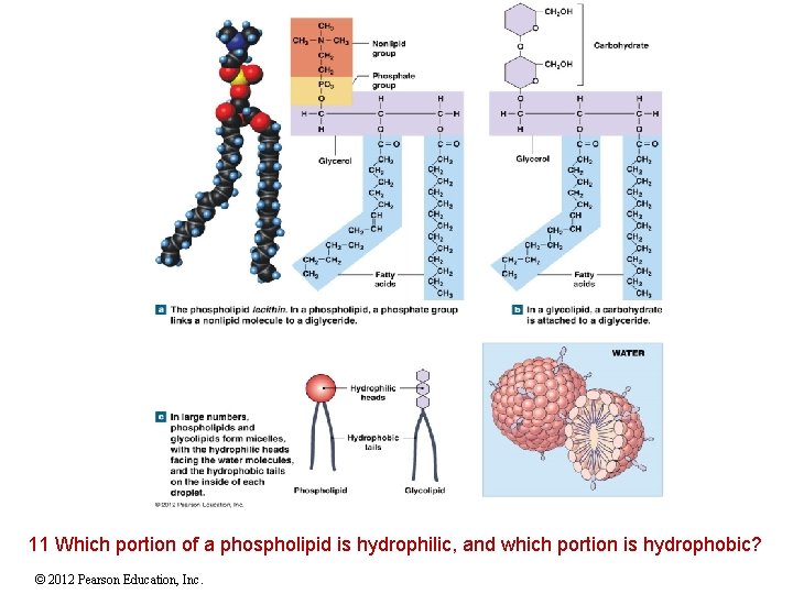 11 Which portion of a phospholipid is hydrophilic, and which portion is hydrophobic? ©