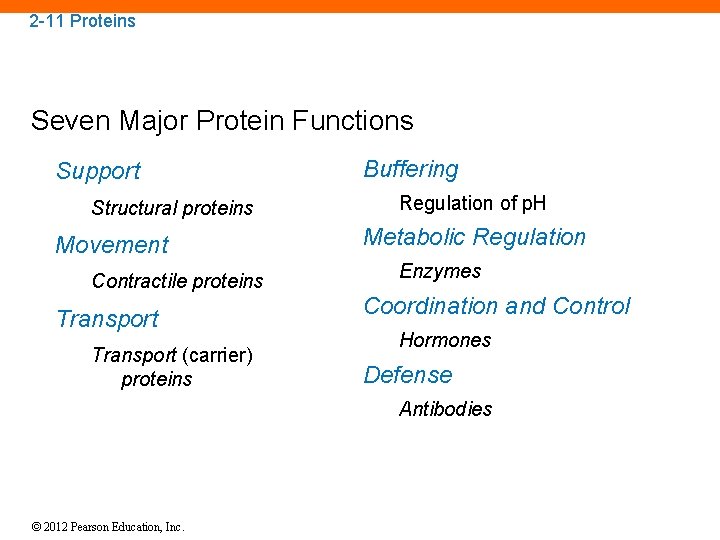 2 -11 Proteins Seven Major Protein Functions Support Structural proteins Movement Contractile proteins Transport