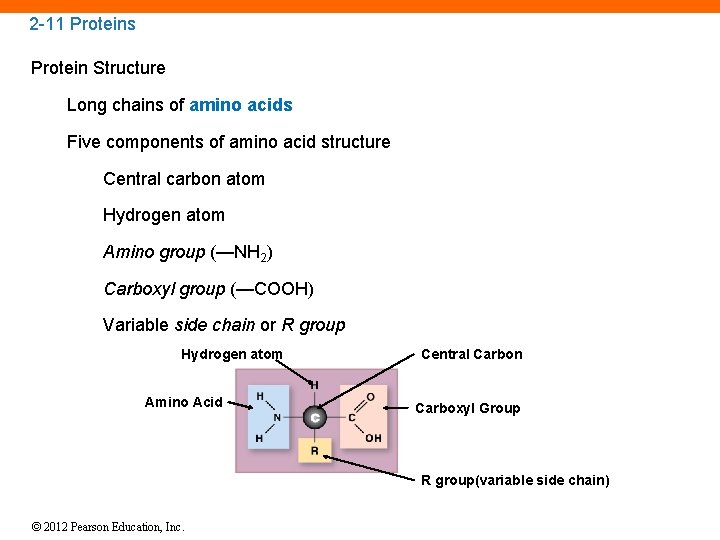 2 -11 Proteins Protein Structure Long chains of amino acids Five components of amino