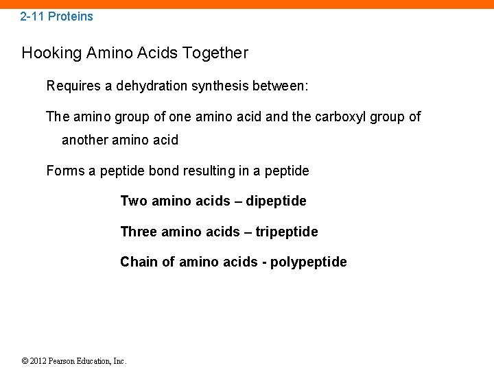 2 -11 Proteins Hooking Amino Acids Together Requires a dehydration synthesis between: The amino