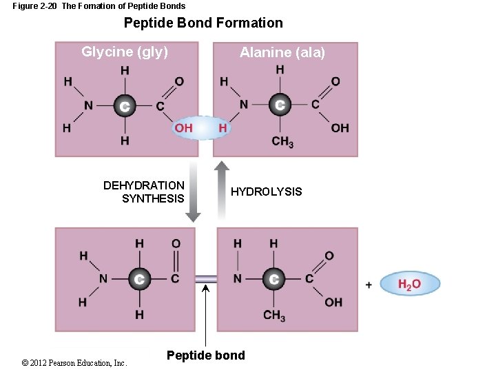 Figure 2 -20 The Fomation of Peptide Bonds Peptide Bond Formation Glycine (gly) DEHYDRATION