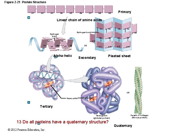 Figure 2 -21 Protein Structure A 1 A 3 A 2 A 5 A