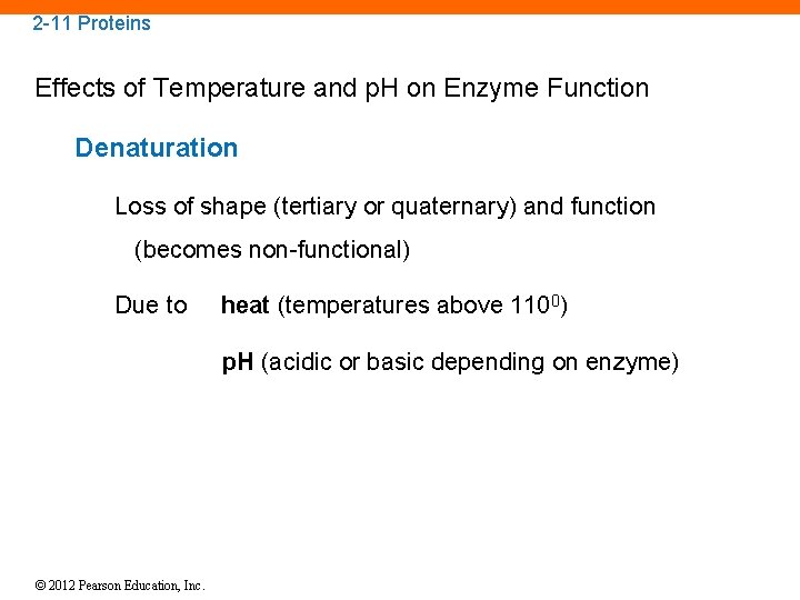 2 -11 Proteins Effects of Temperature and p. H on Enzyme Function Denaturation Loss