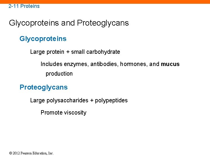 2 -11 Proteins Glycoproteins and Proteoglycans Glycoproteins Large protein + small carbohydrate Includes enzymes,