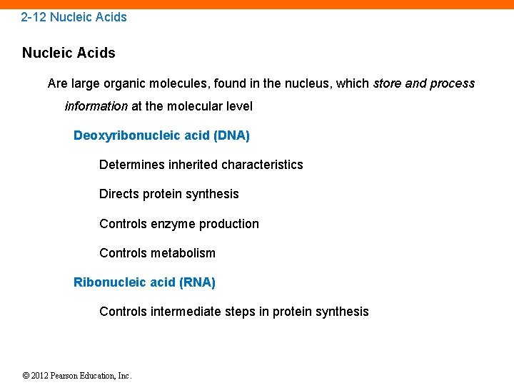 2 -12 Nucleic Acids Are large organic molecules, found in the nucleus, which store