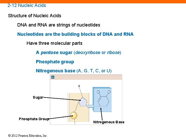 2 -12 Nucleic Acids Structure of Nucleic Acids DNA and RNA are strings of