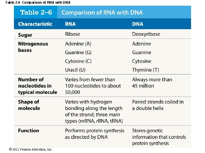 Table 2 -6 Comparison of RNA with DNA © 2012 Pearson Education, Inc. 