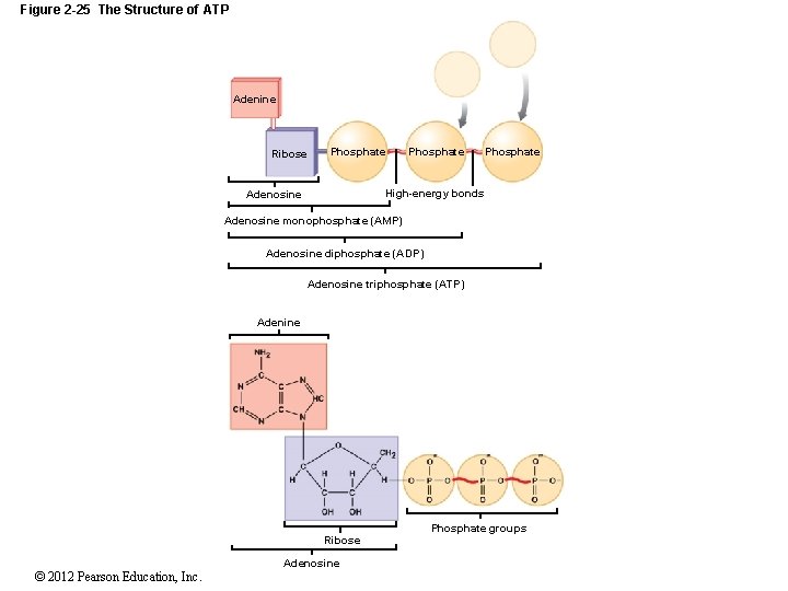 Figure 2 -25 The Structure of ATP Adenine Ribose Phosphate High-energy bonds Adenosine monophosphate