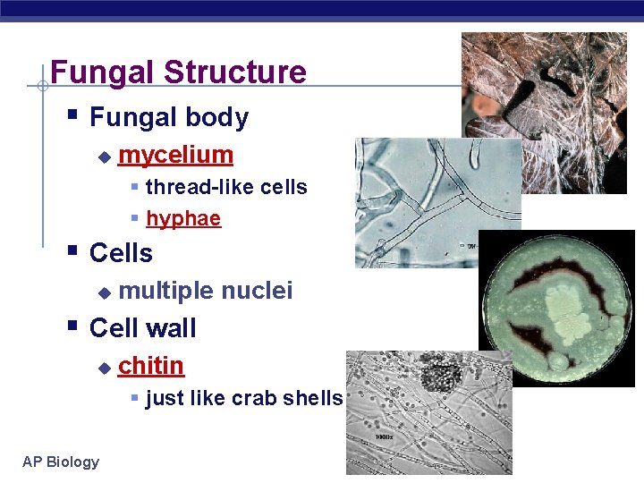 Fungal Structure § Fungal body u mycelium § thread-like cells § hyphae § Cells