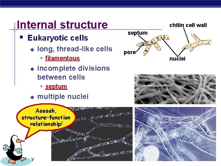 Internal structure § Eukaryotic cells u long, thread-like cells § filamentous u incomplete divisions Internal structure § Eukaryotic cells u long, thread-like cells § filamentous u incomplete divisions