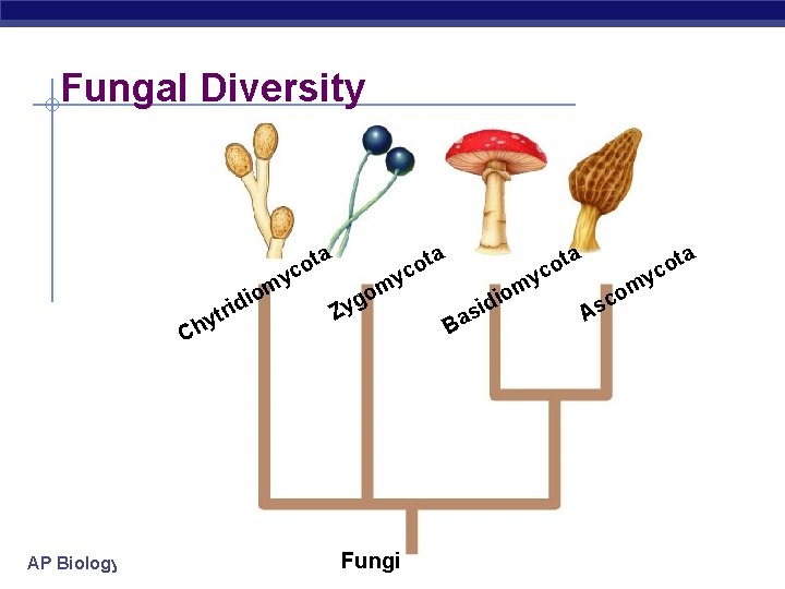 Fungal Diversity y m o idi tr hy C AP Biology ta o c Fungal Diversity y m o idi tr hy C AP Biology ta o c