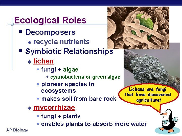 Ecological Roles § Decomposers u recycle nutrients § Symbiotic Relationships u lichen § fungi