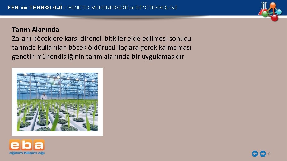 FEN ve TEKNOLOJİ / GENETİK MÜHENDİSLİĞİ ve BİYOTEKNOLOJİ Tarım Alanında Zararlı böceklere karşı dirençli