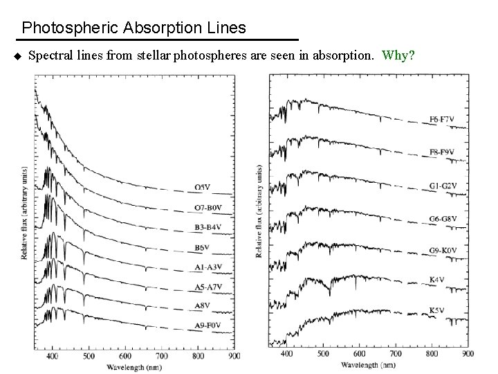 Photospheric Absorption Lines u Spectral lines from stellar photospheres are seen in absorption. Why?