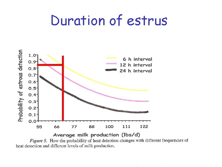 Duration of estrus 