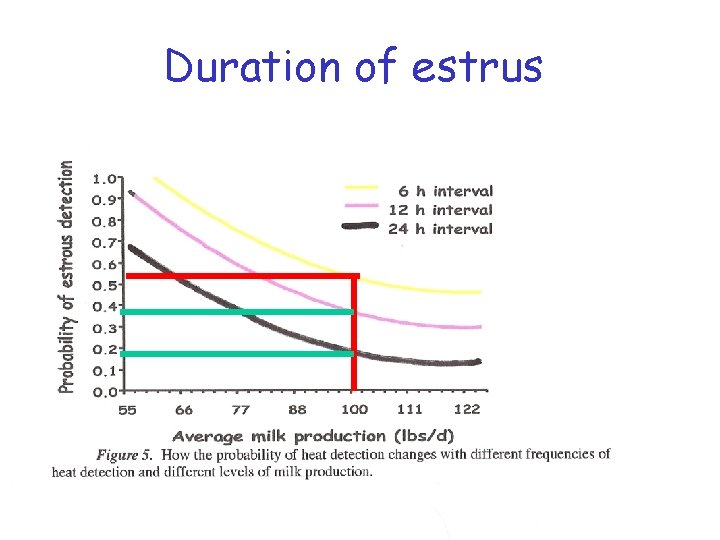 Duration of estrus 