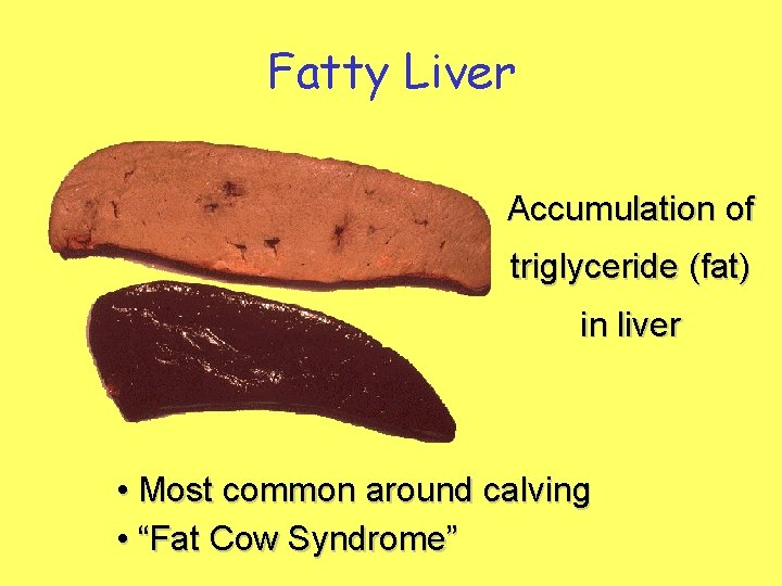 Fatty Liver Accumulation of triglyceride (fat) in liver • Most common around calving •