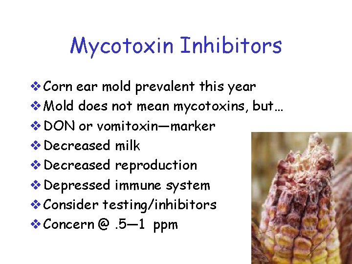 Mycotoxin Inhibitors v Corn ear mold prevalent this year v Mold does not mean