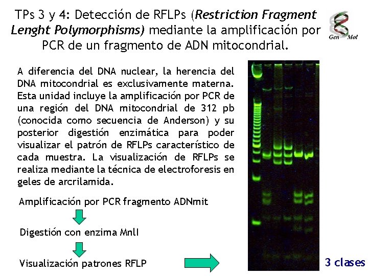 TPs 3 y 4: Detección de RFLPs (Restriction Fragment Lenght Polymorphisms) mediante la amplificación