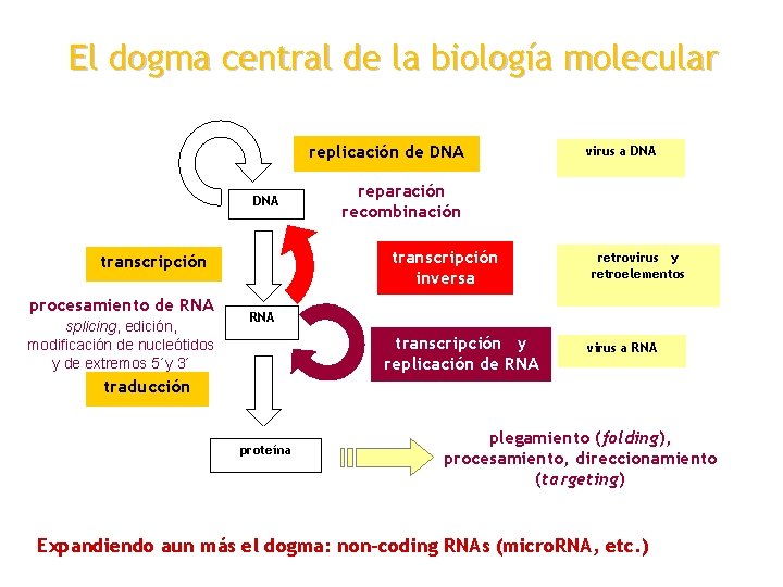 El dogma central de la biología molecular replicación de DNA procesamiento de RNA splicing,