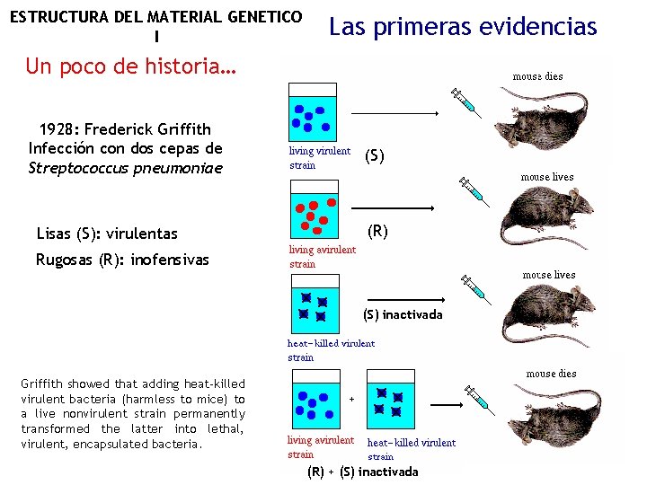 ESTRUCTURA DEL MATERIAL GENETICO I Las primeras evidencias Un poco de historia… 1928: Frederick