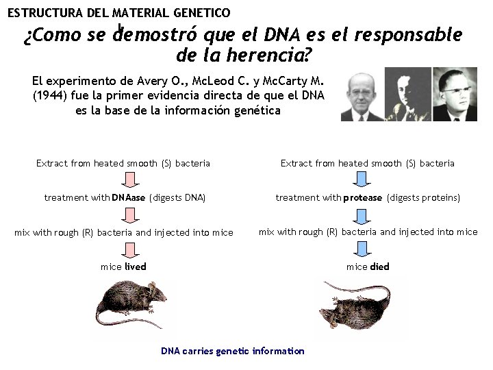 ESTRUCTURA DEL MATERIAL GENETICO I ¿Como se demostró que el DNA es el responsable