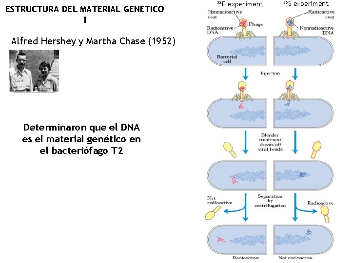 ESTRUCTURA DEL MATERIAL GENETICO I Alfred Hershey y Martha Chase (1952) Determinaron que el