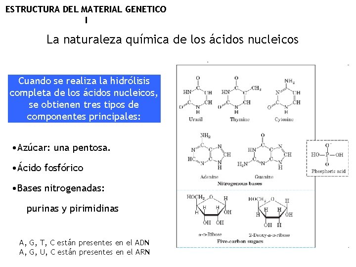 ESTRUCTURA DEL MATERIAL GENETICO I La naturaleza química de los ácidos nucleicos Cuando se