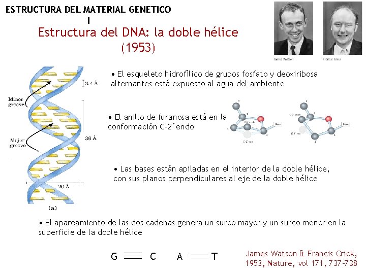 ESTRUCTURA DEL MATERIAL GENETICO I Estructura del DNA: la doble hélice (1953) • El