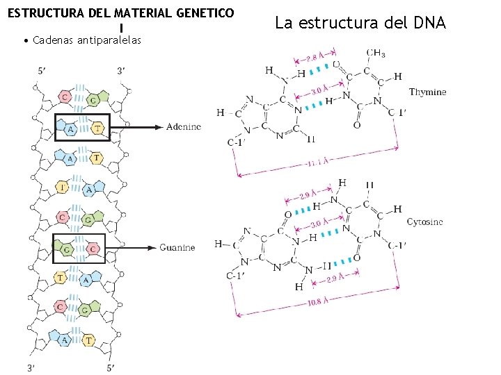 ESTRUCTURA DEL MATERIAL GENETICO I • Cadenas antiparalelas La estructura del DNA 