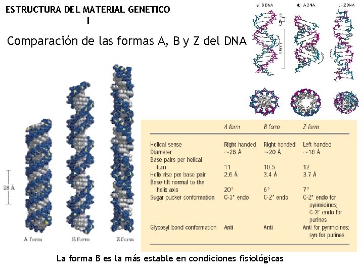 ESTRUCTURA DEL MATERIAL GENETICO I Comparación de las formas A, B y Z del