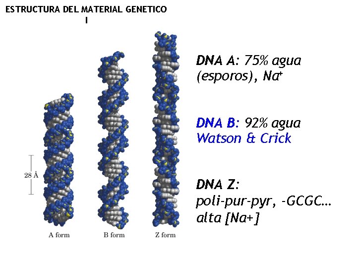 ESTRUCTURA DEL MATERIAL GENETICO I DNA A: 75% agua (esporos), Na+ DNA B: 92%