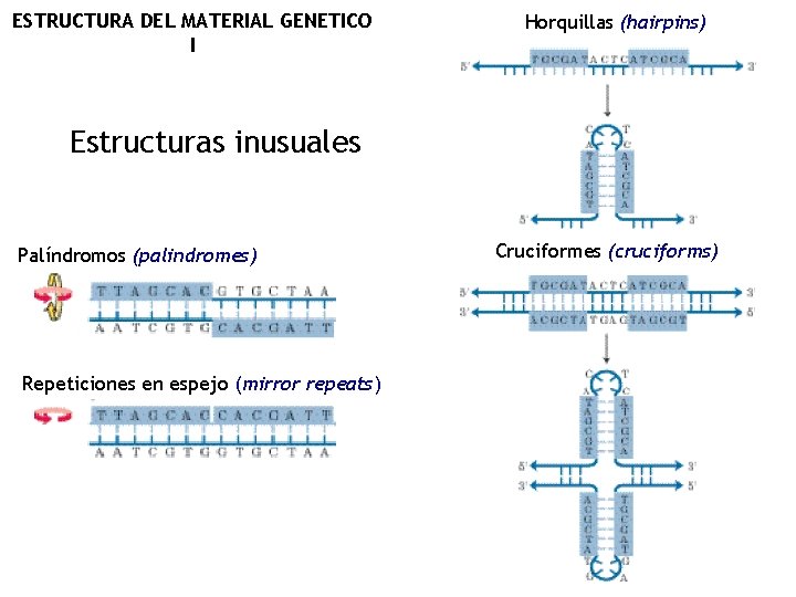 ESTRUCTURA DEL MATERIAL GENETICO I Horquillas (hairpins) Estructuras inusuales Palíndromos (palindromes) Repeticiones en espejo