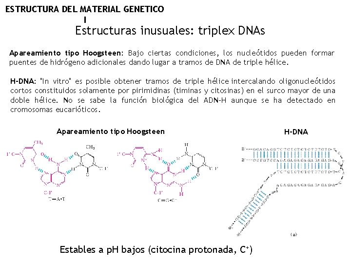 ESTRUCTURA DEL MATERIAL GENETICO I Estructuras inusuales: triplex DNAs Apareamiento tipo Hoogsteen: Bajo ciertas