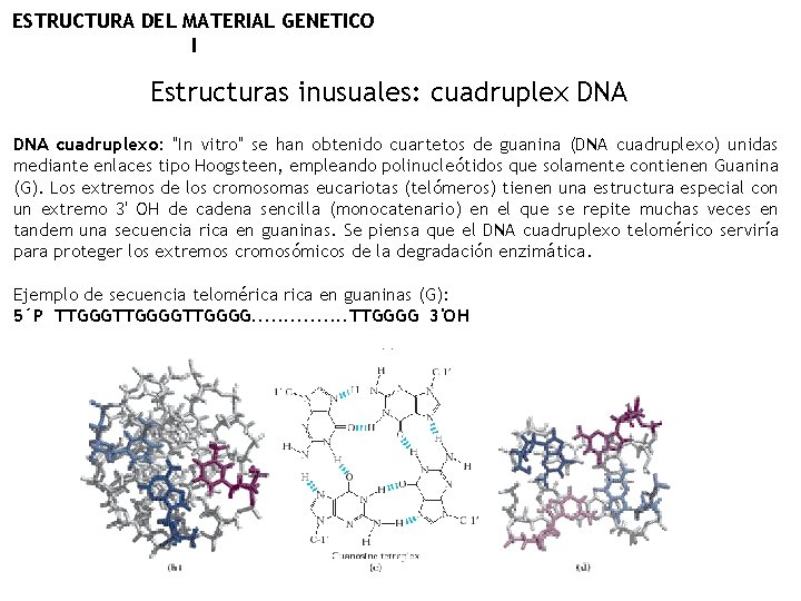 ESTRUCTURA DEL MATERIAL GENETICO I Estructuras inusuales: cuadruplex DNA cuadruplexo: "In vitro" se han