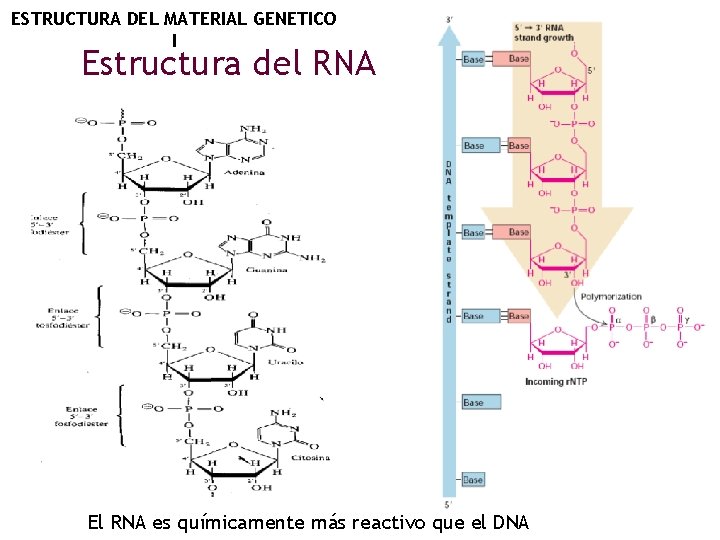 ESTRUCTURA DEL MATERIAL GENETICO I Estructura del RNA El RNA es químicamente más reactivo