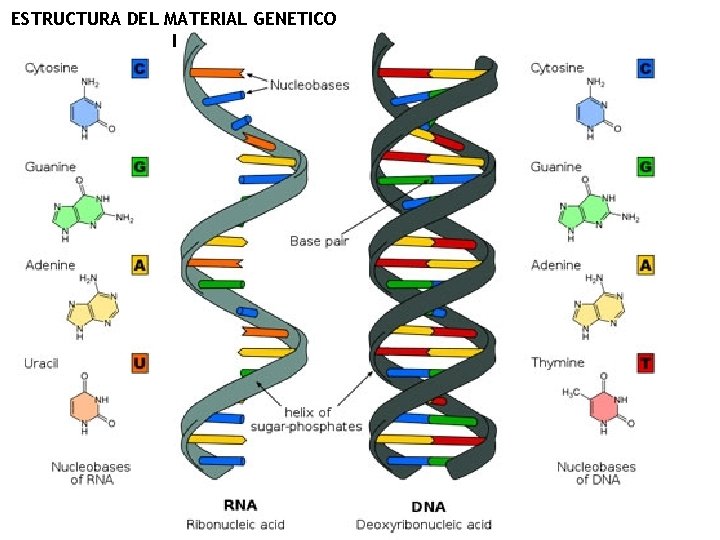 ESTRUCTURA DEL MATERIAL GENETICO I 