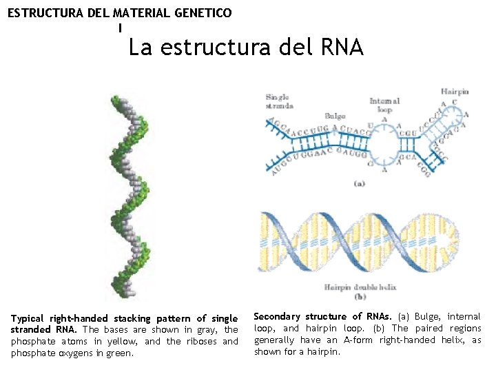 ESTRUCTURA DEL MATERIAL GENETICO I La estructura del RNA Typical right-handed stacking pattern of