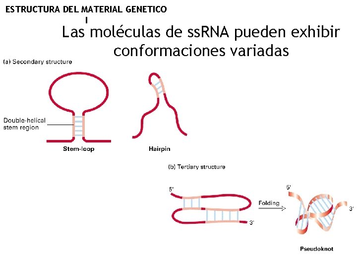 ESTRUCTURA DEL MATERIAL GENETICO I Las moléculas de ss. RNA pueden exhibir conformaciones variadas