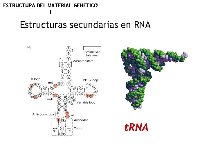 ESTRUCTURA DEL MATERIAL GENETICO I Estructuras secundarias en RNA t. RNA 